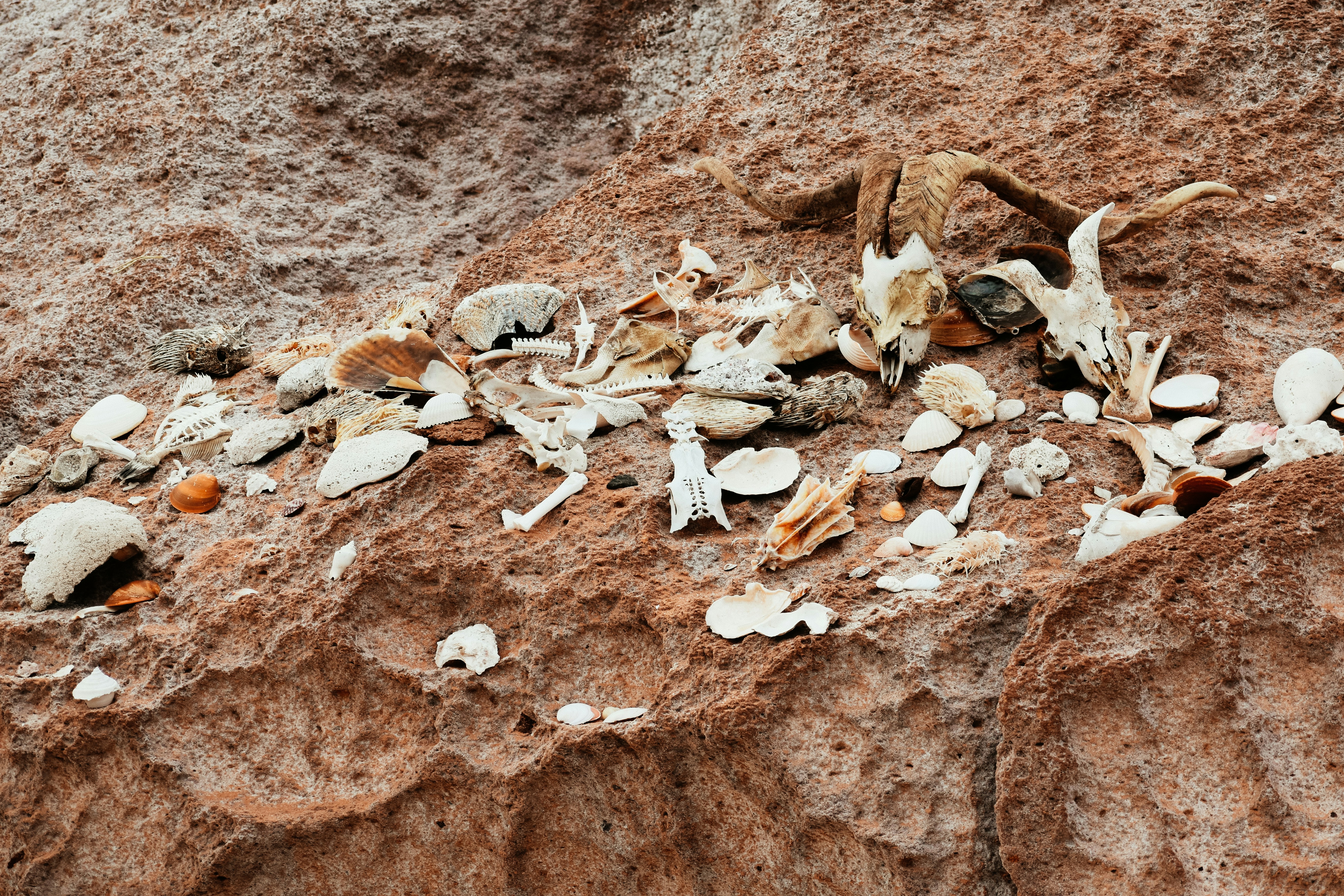The Role of Amateur Fossil Hunters (image credits: unsplash)