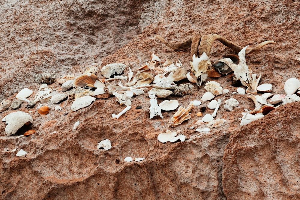 a pile of sea shells on a sandy beach