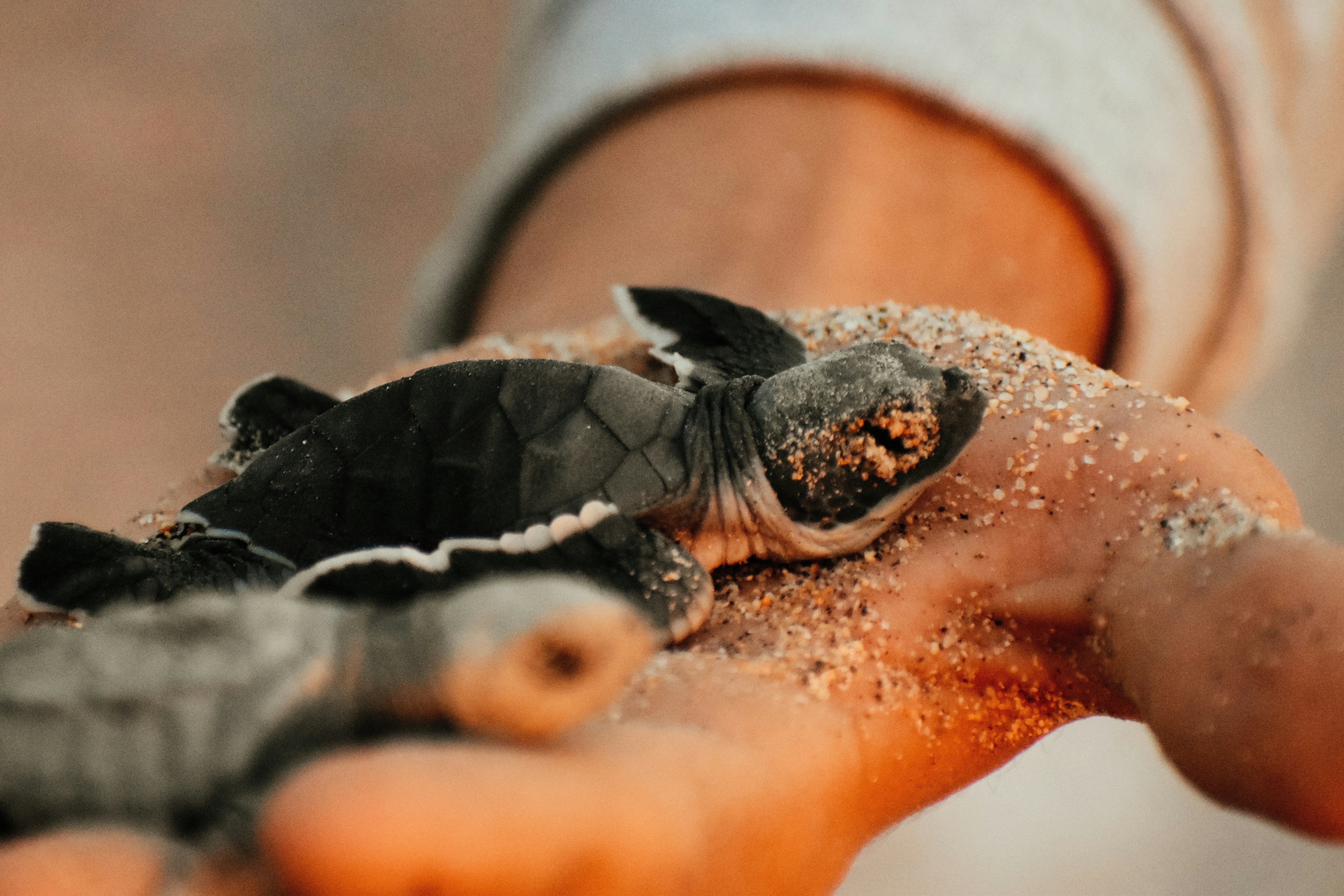 a person holding a baby turtle in their hands