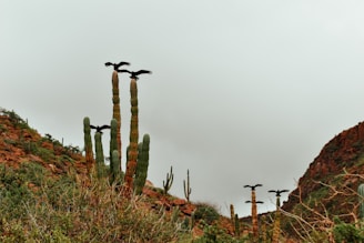 a group of birds sitting on top of a tall cactus