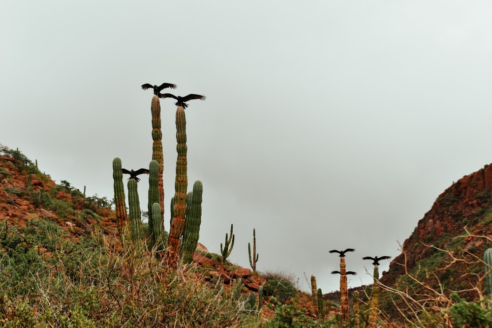 Un grupo de pájaros sentados encima de un cactus alto