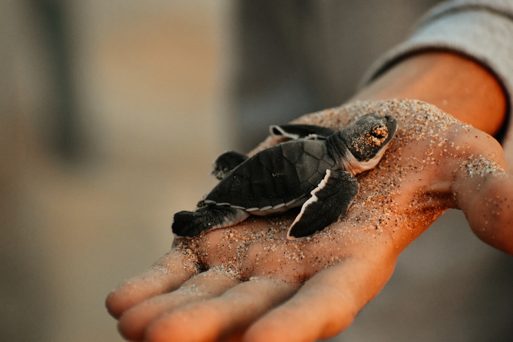 a person holding a baby turtle in their hand