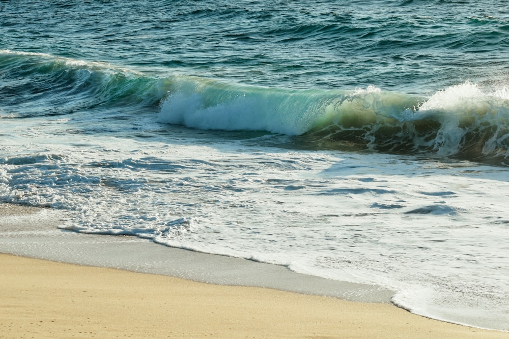 a bird standing on a beach next to the ocean