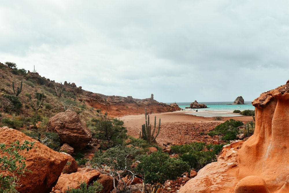 a sandy beach with cactus trees and rocks