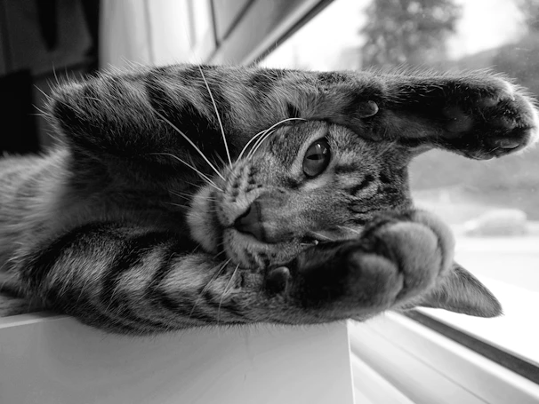 A playful tabby cat stretching on a cozy windowsill with desert plants outside.