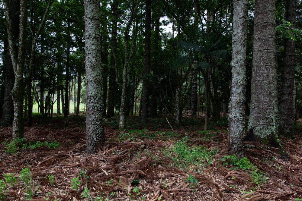 a forest filled with lots of trees and grass