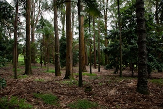 a forest filled with lots of tall trees