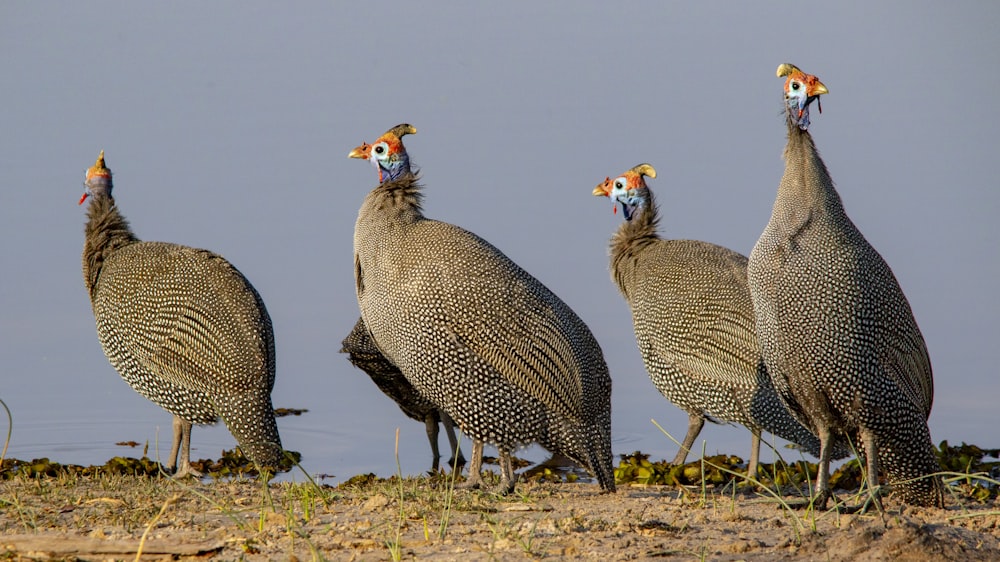 a group of birds standing on top of a dirt field