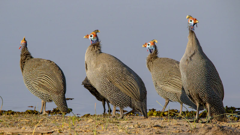 Helmeted Guineafowl (Numida meleagris) in natural habitat