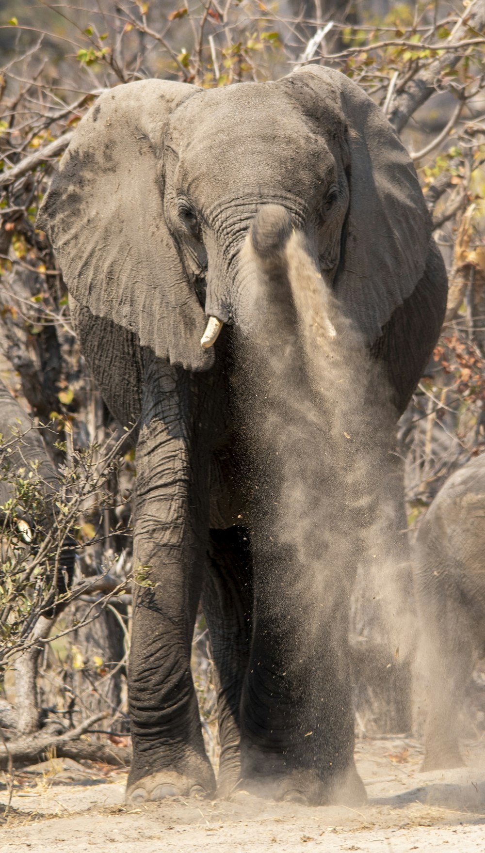 a large elephant standing on top of a dirt field