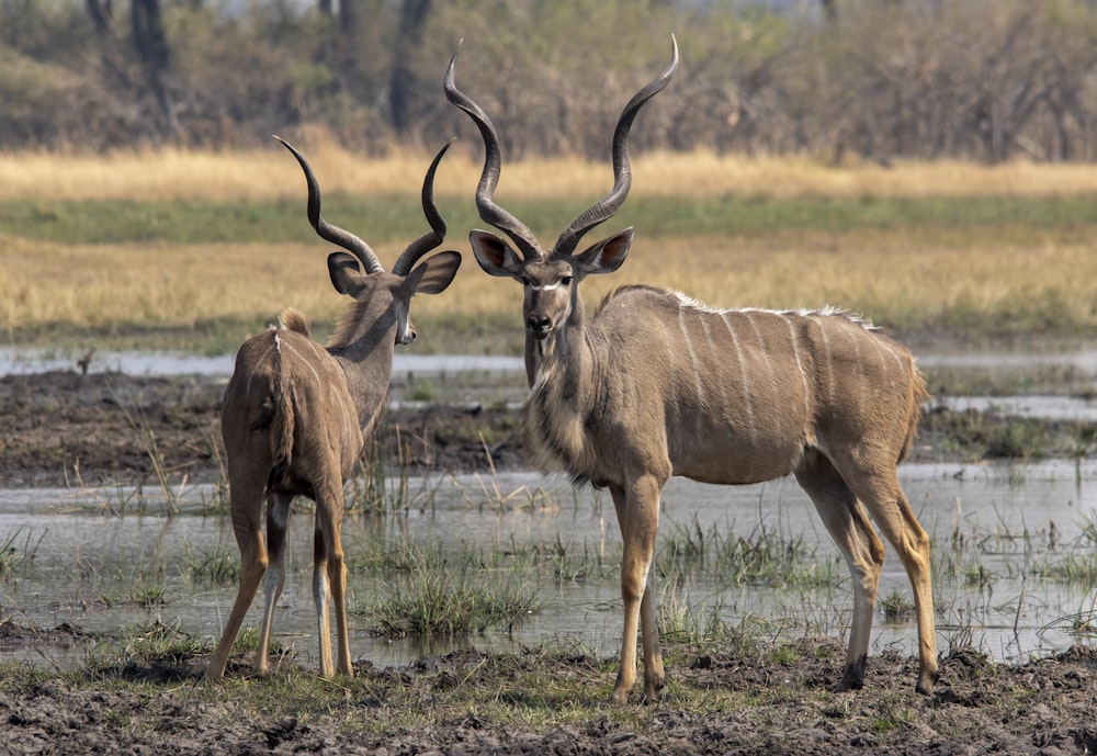 two antelope standing next to each other in a field