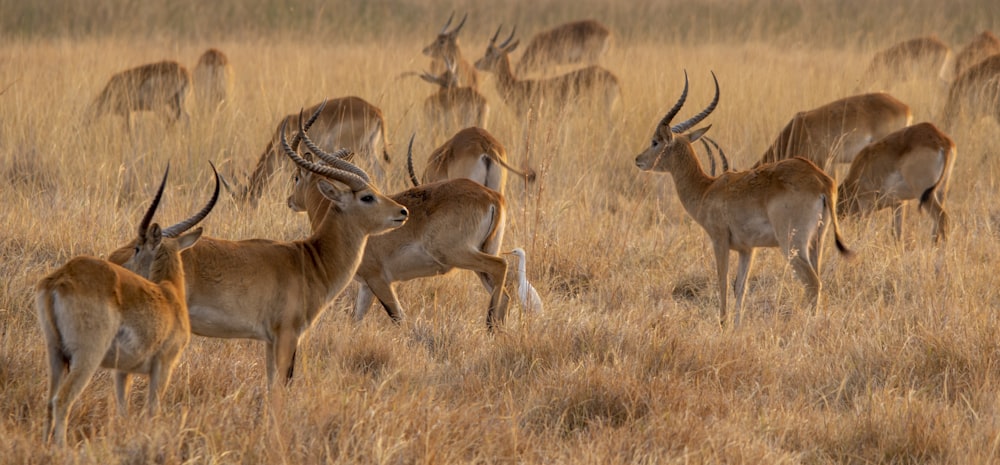 a herd of gazelle standing on top of a dry grass field