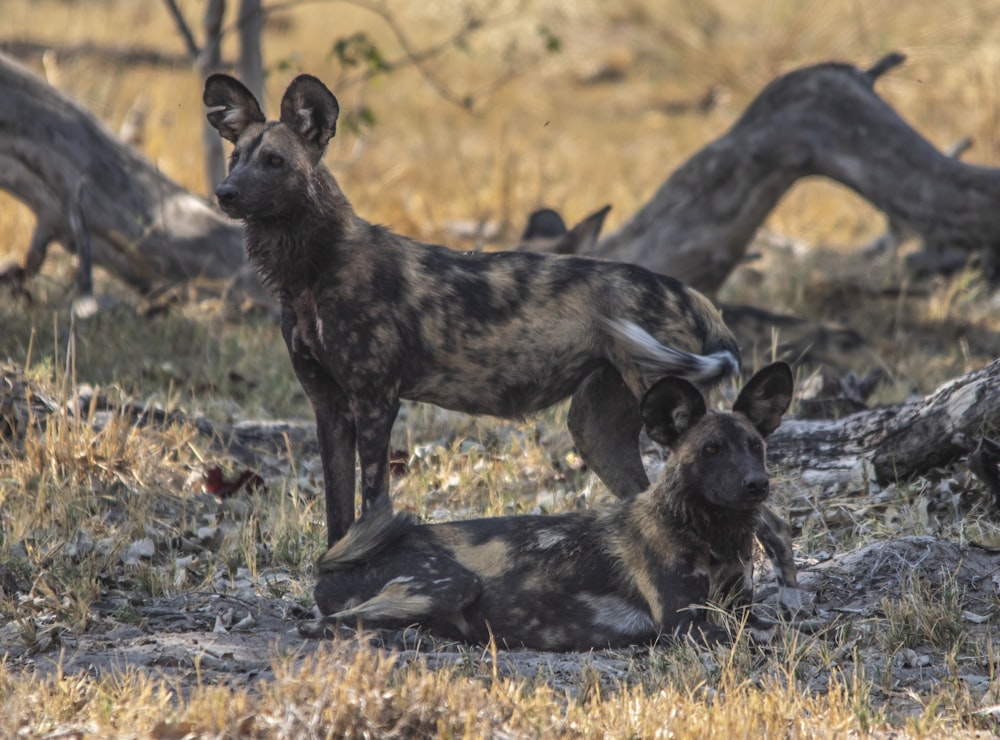 a couple of dogs that are standing in the grass