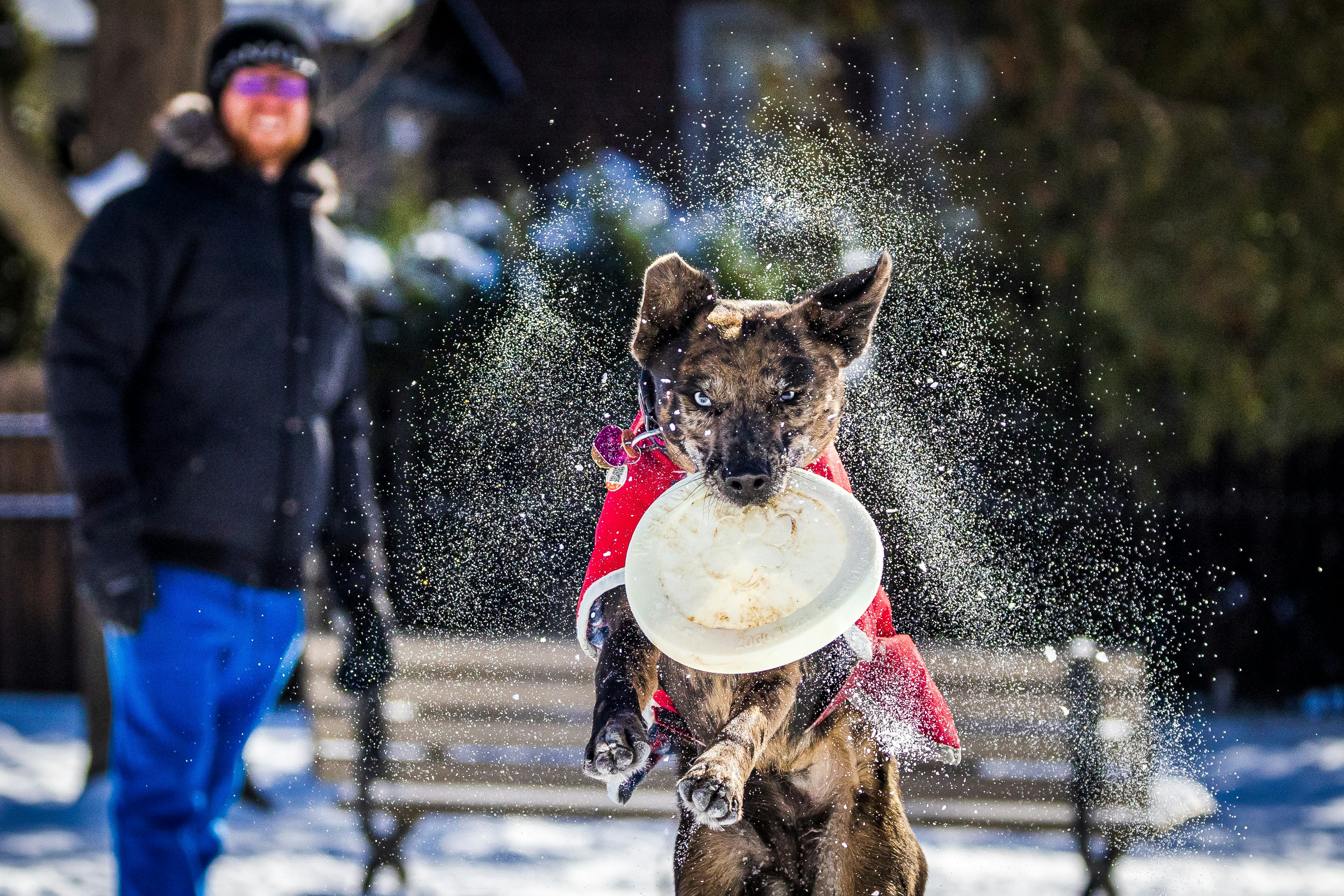 dog water fountain