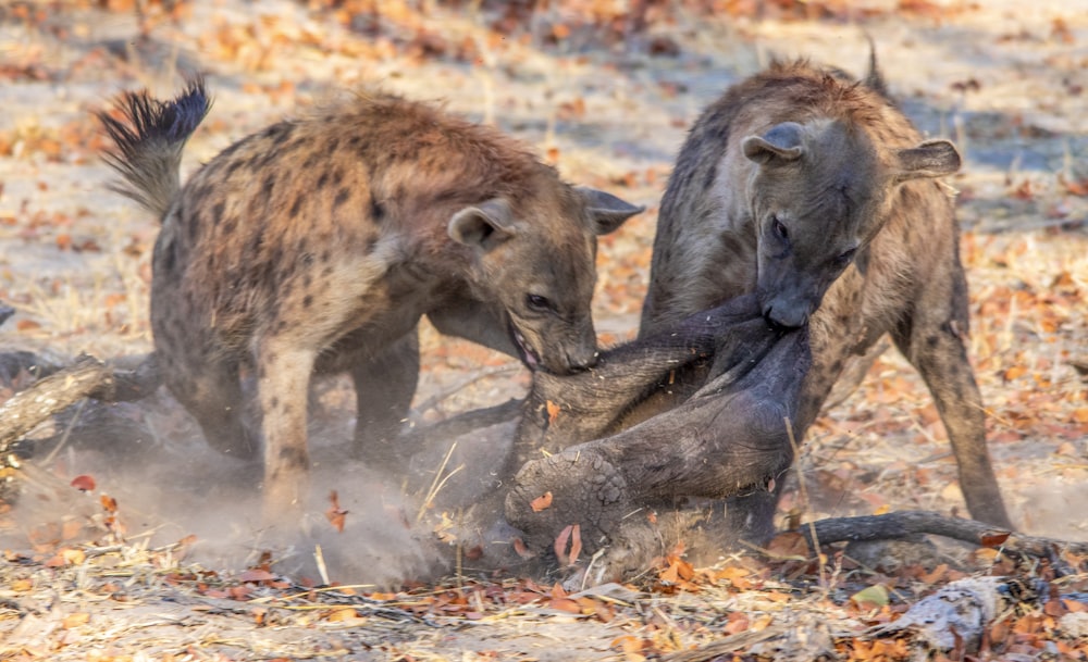 a couple of hyenas playing with each other