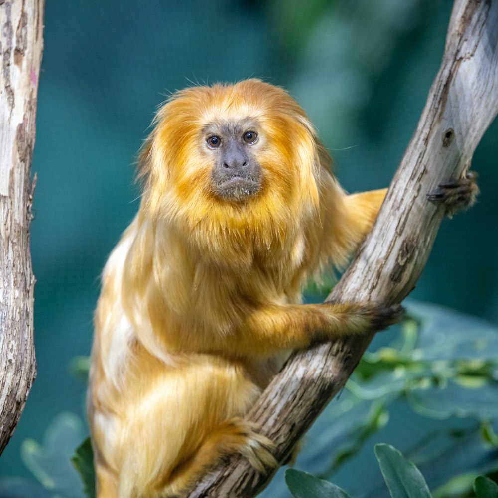 a yellow monkey sitting on a tree branch