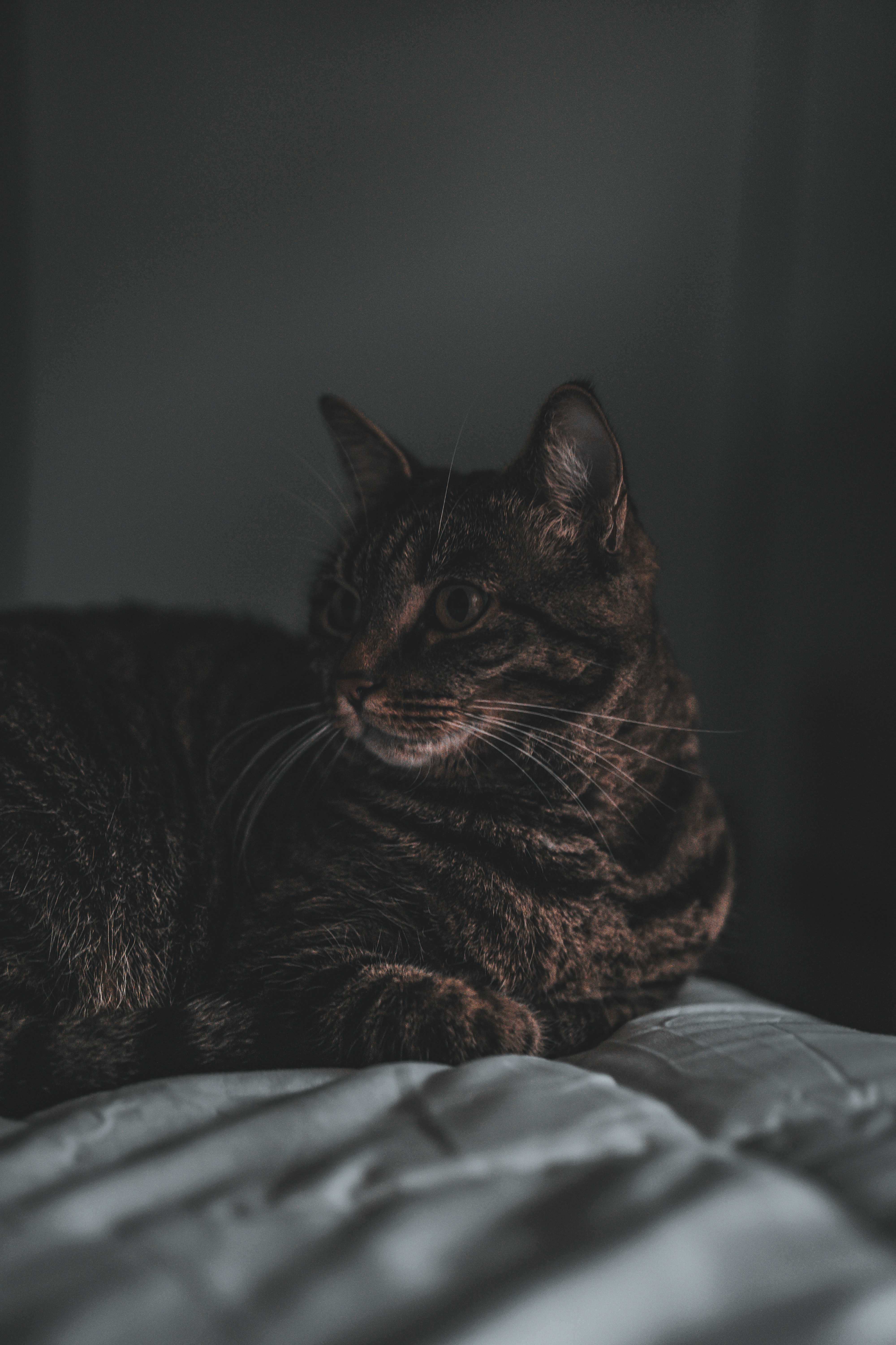 a cat laying on top of a bed next to a wall