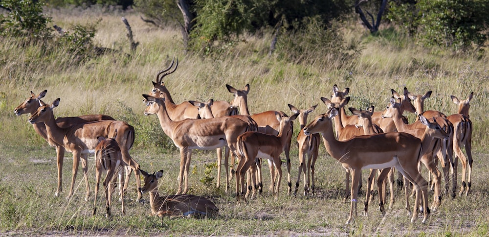 a herd of gazelle standing next to each other in a field
