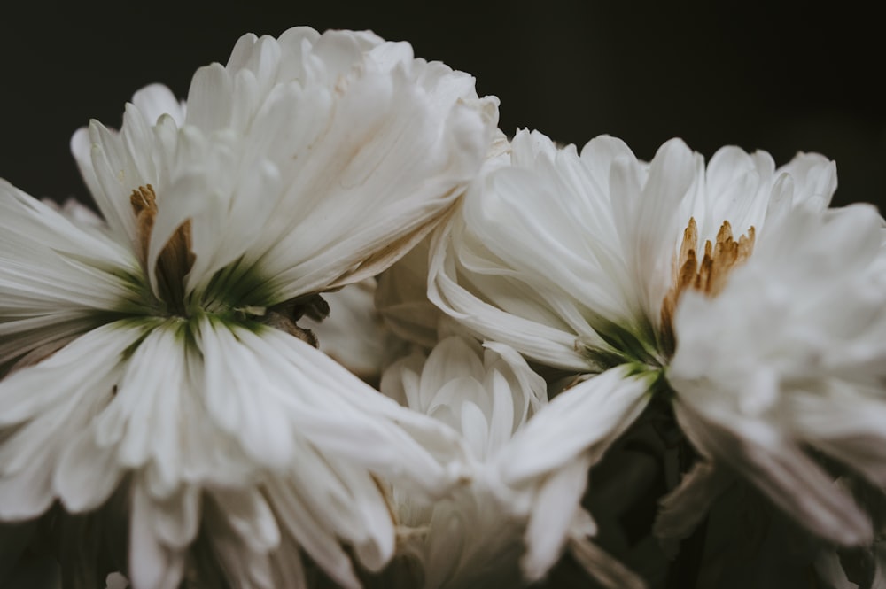 a close up of white flowers in a vase
