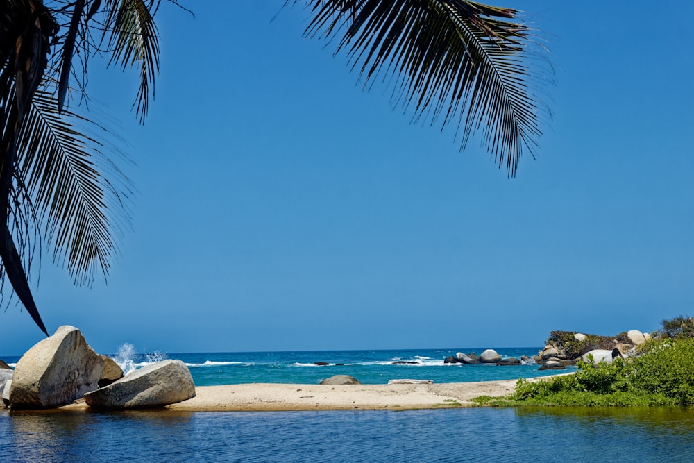 a view of a beach with a palm tree in the foreground