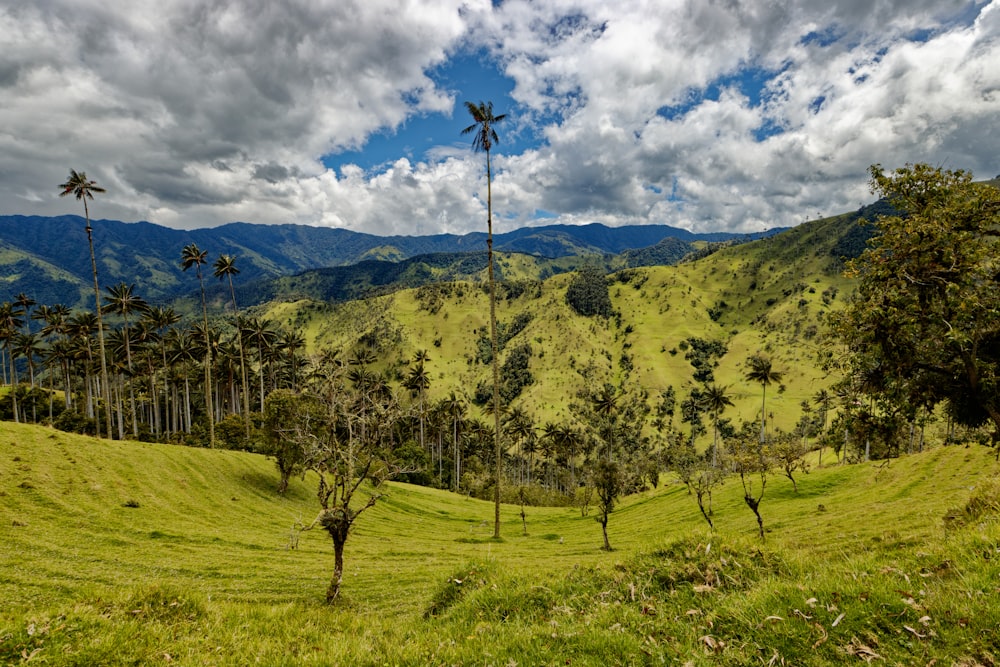 a lush green hillside with palm trees and mountains in the background