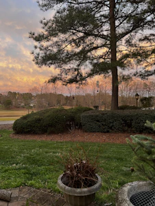 A serene Tennessee backyard with tall oak trees and freshly trimmed branches, showcasing local tree care.