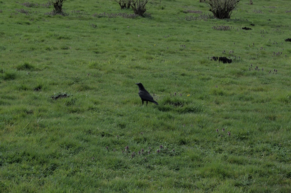 a black bird standing on a lush green field