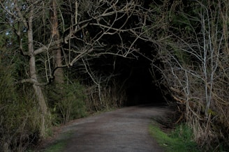 A dark, winding path is surrounded by tall, leafless trees and dense foliage, leading into a shadowy, forested area. The atmosphere is mysterious and somewhat foreboding.