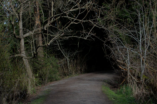 A foggy forest path disappearing into darkness, evoking suspense.