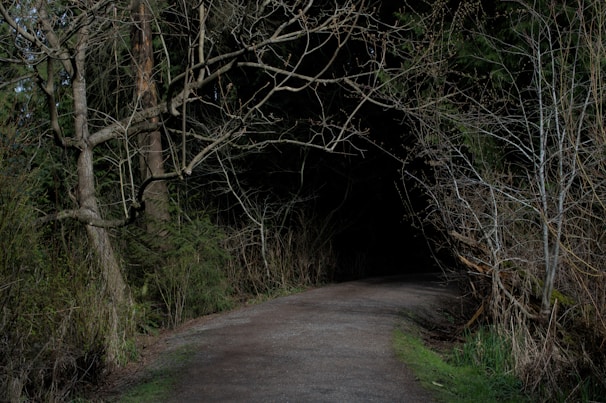 A dark, winding path is surrounded by tall, leafless trees and dense foliage, leading into a shadowy, forested area. The atmosphere is mysterious and somewhat foreboding.