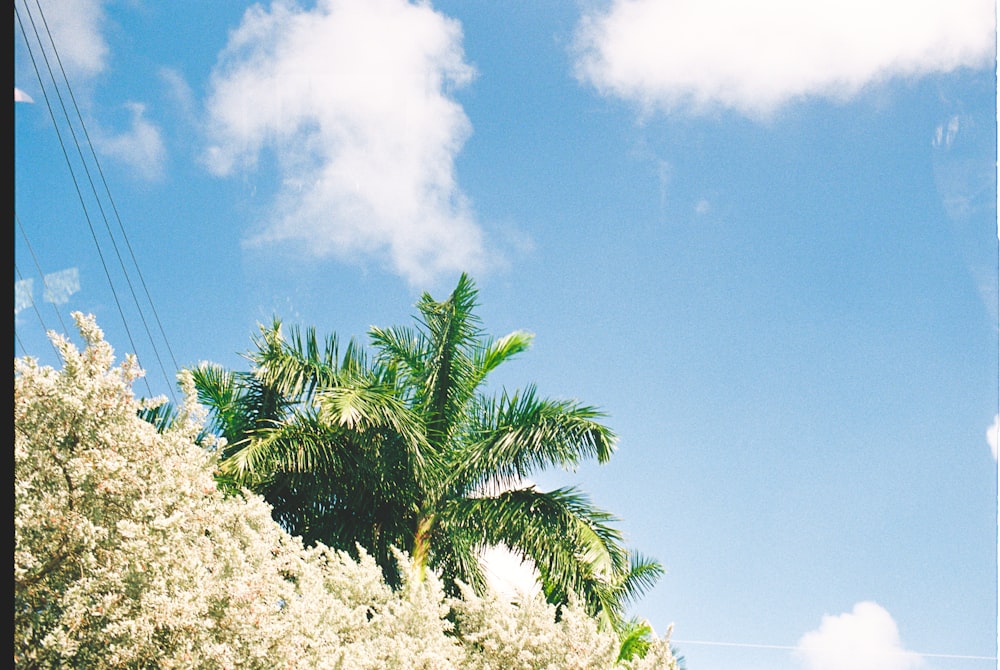 a palm tree with white flowers in the foreground and a blue sky in the