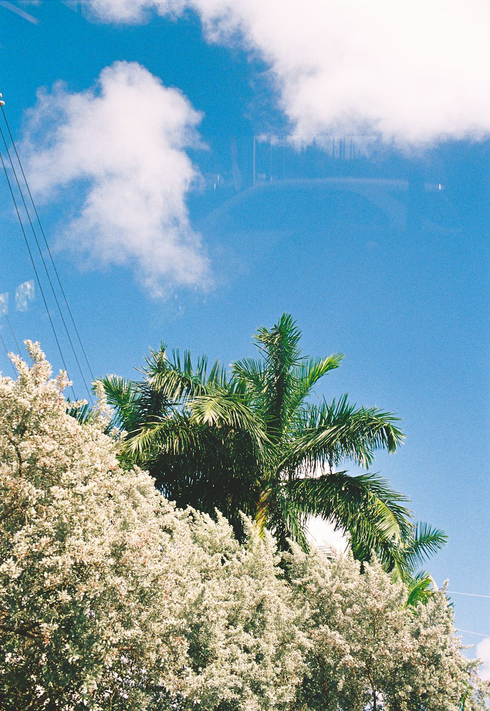 a palm tree with white flowers in front of a blue sky