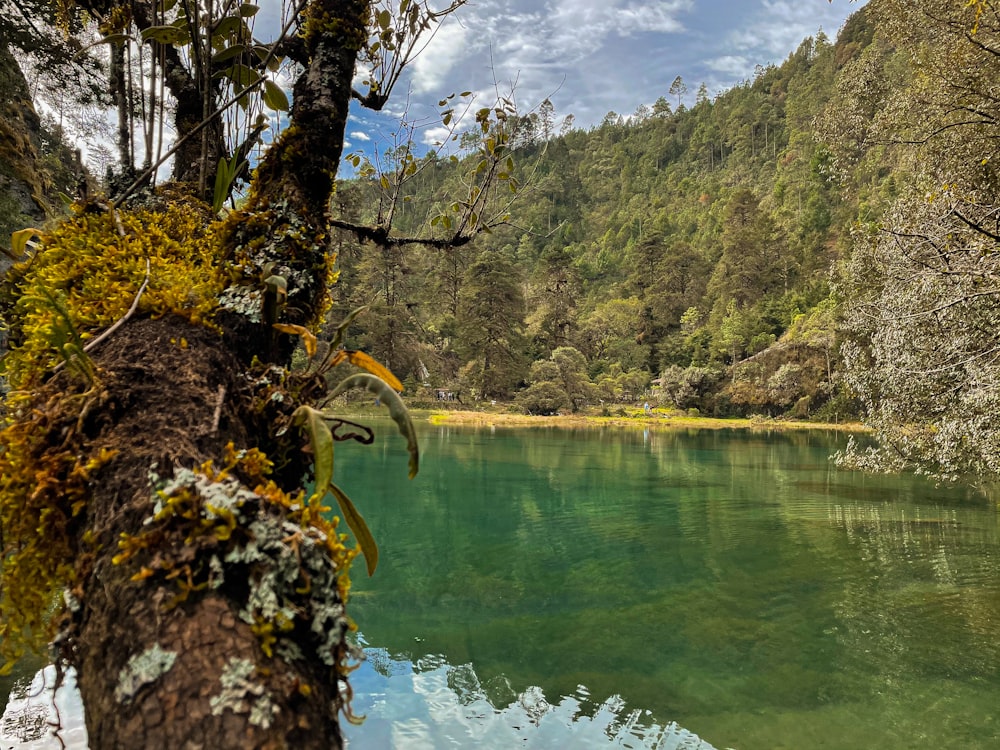 a body of water surrounded by a forest