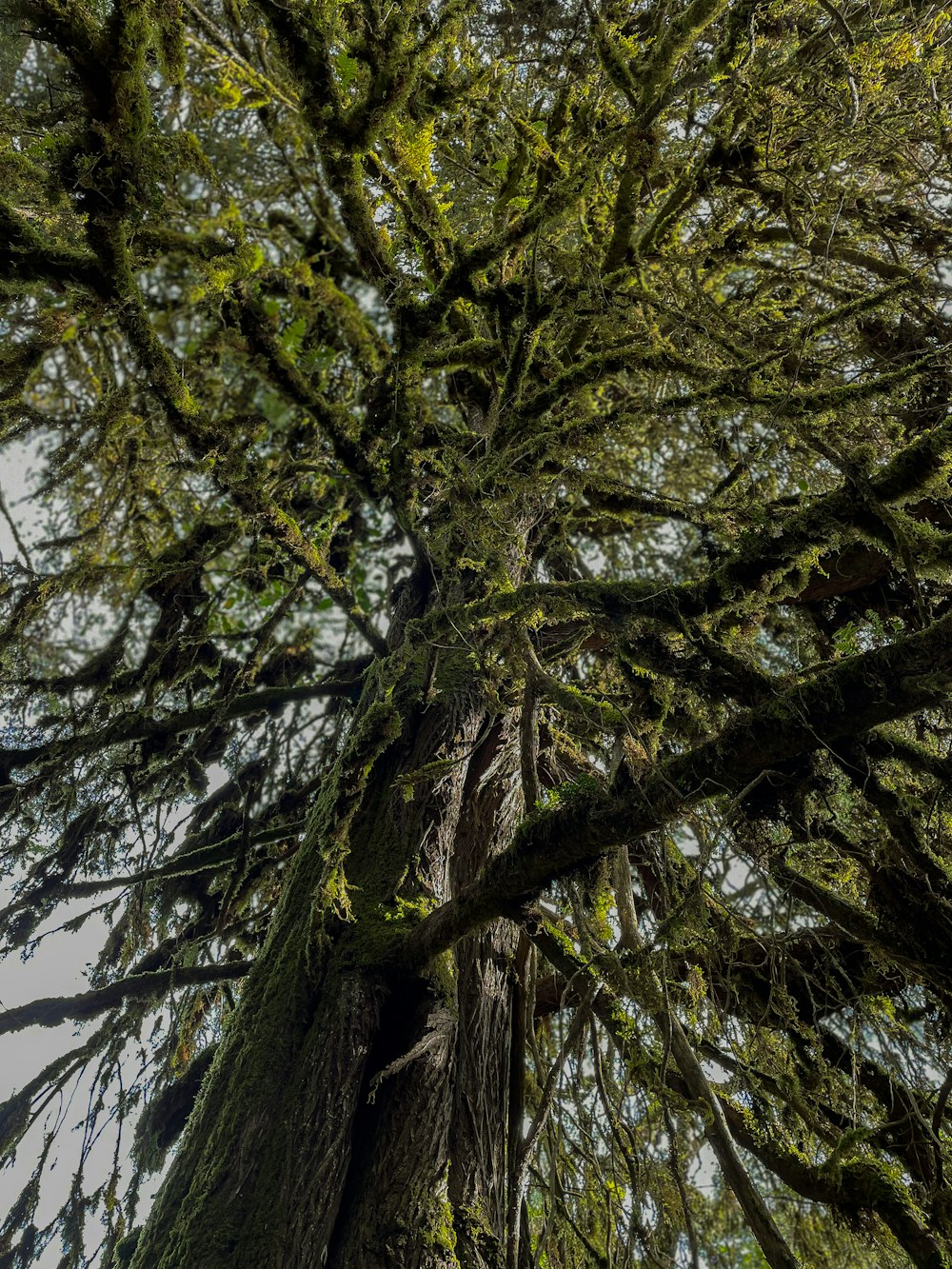 a tall tree covered in lots of green leaves