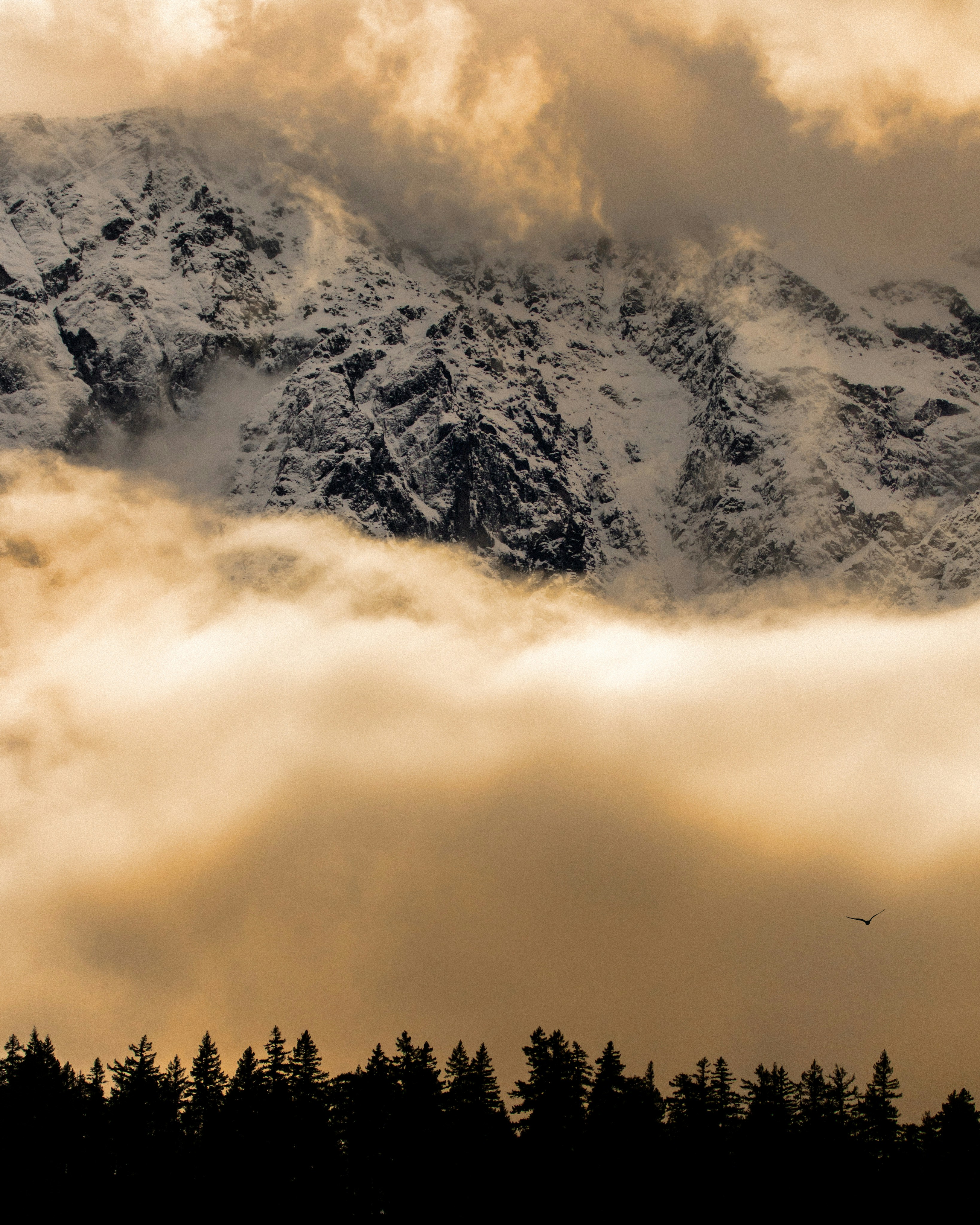 Ein Vogel fliegt über einen wolkenbedeckten Berg