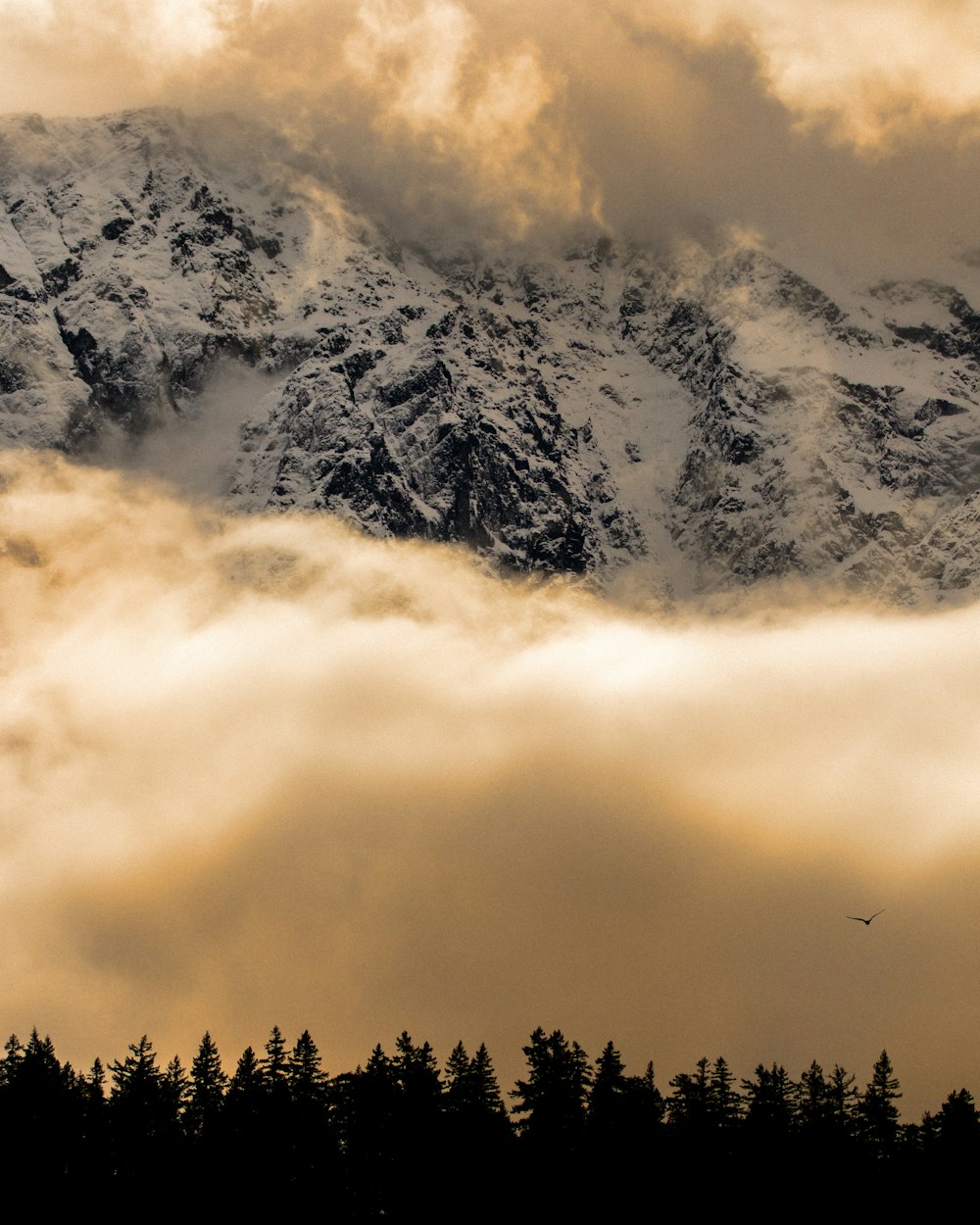 a bird flying over a mountain covered in clouds