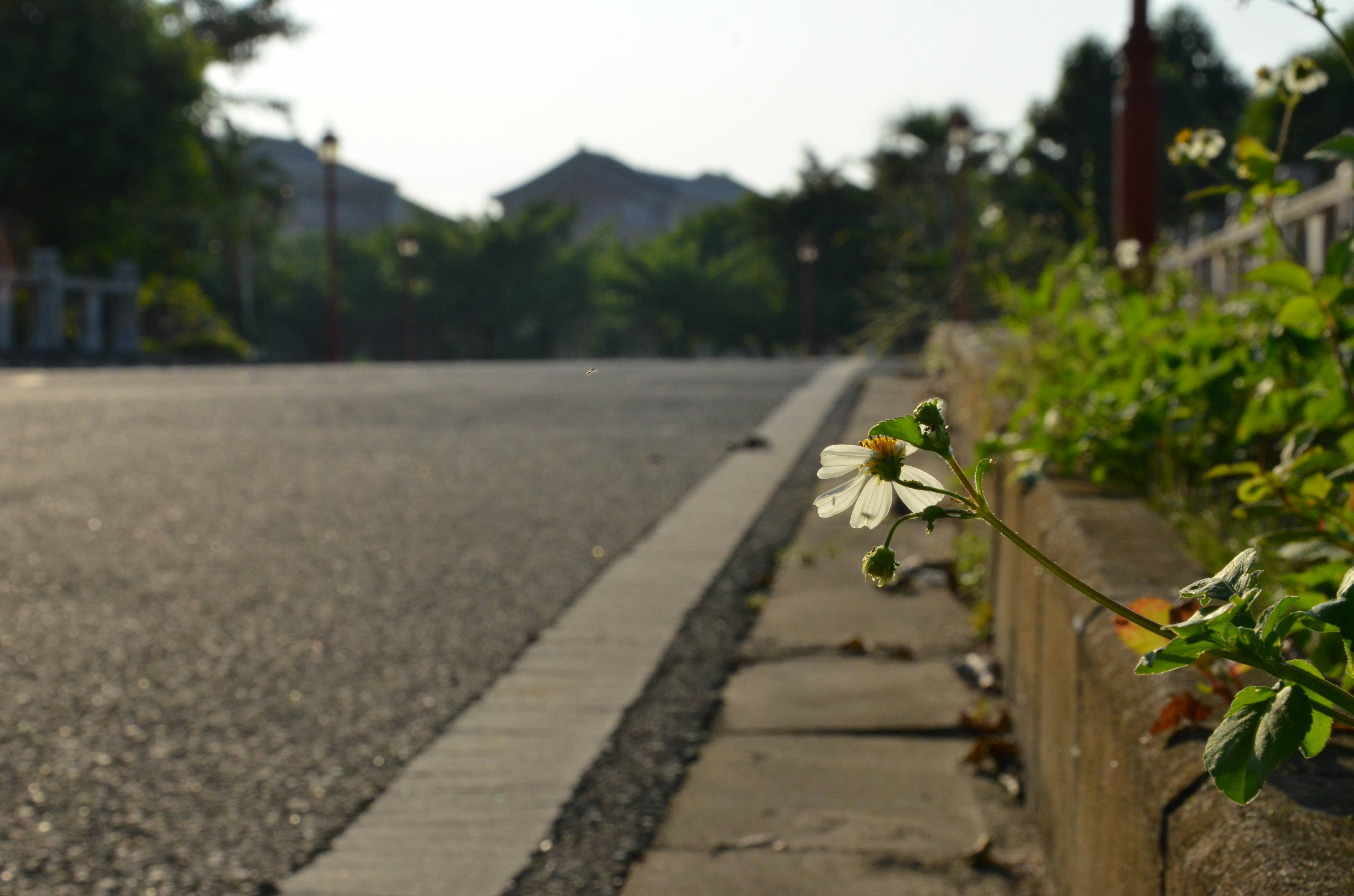 A small white flower sitting on the side of a road photo – Free Shunde ...