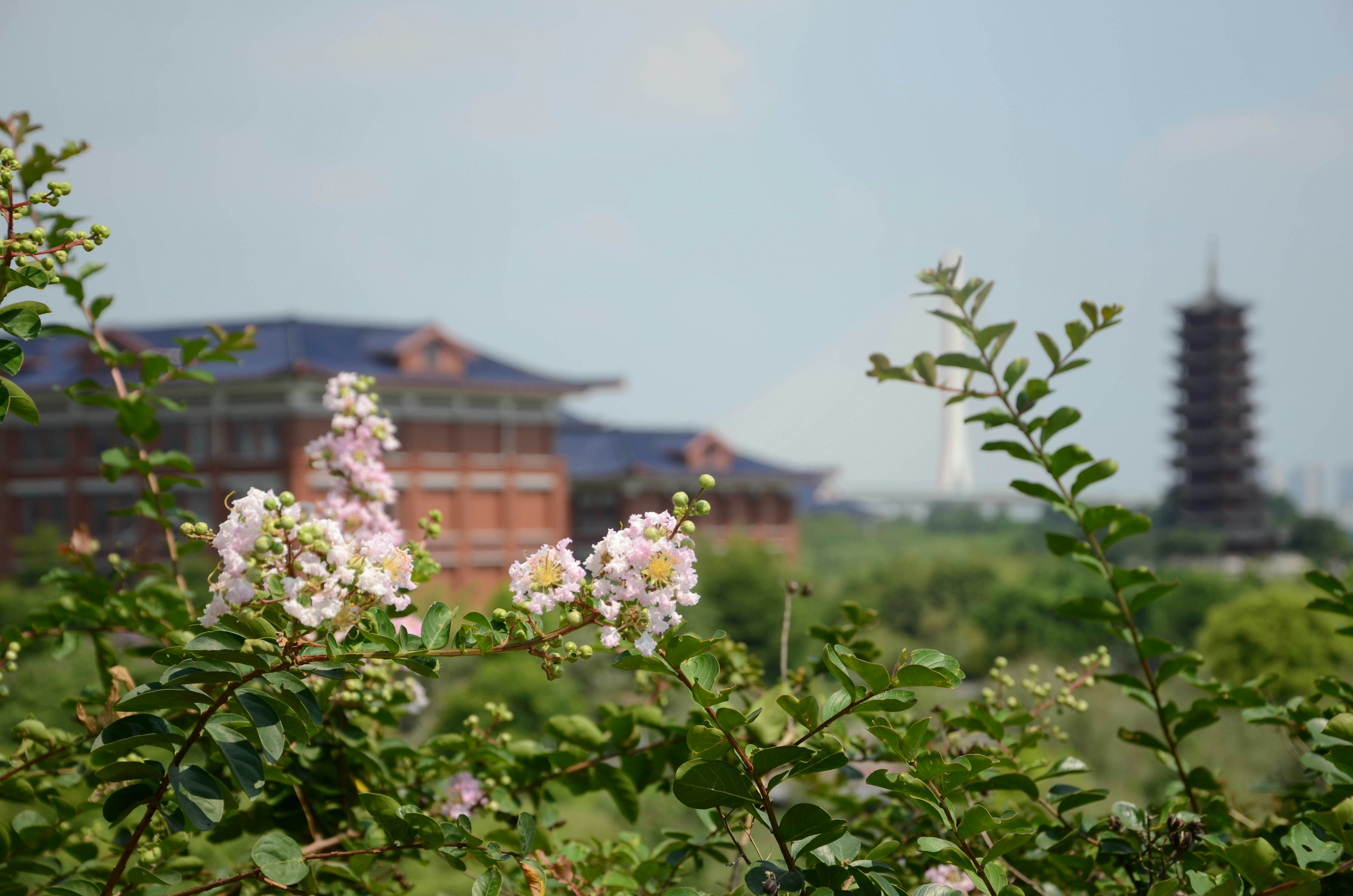 a view of a building from behind a bush, View from a hill