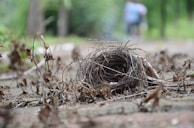 A small, intricately woven bird's nest rests on the ground surrounded by dried leaves and twigs. The background is blurred, with hints of green suggesting a natural outdoor setting. The focus is sharp on the nest, highlighting its detailed structure.