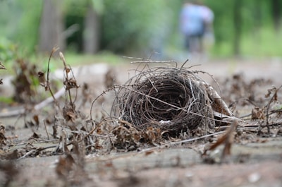 Close-up of high-quality edible bird's nests neatly packed for export.
