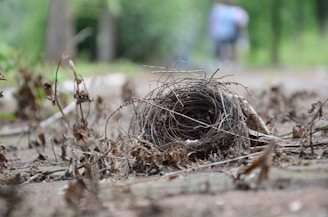 A small, intricately woven bird's nest rests on the ground surrounded by dried leaves and twigs. The background is blurred, with hints of green suggesting a natural outdoor setting. The focus is sharp on the nest, highlighting its detailed structure.