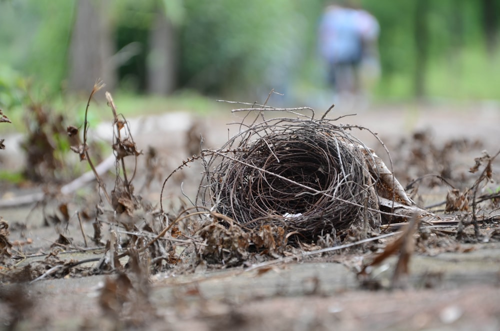 a bird's nest in the middle of a forest