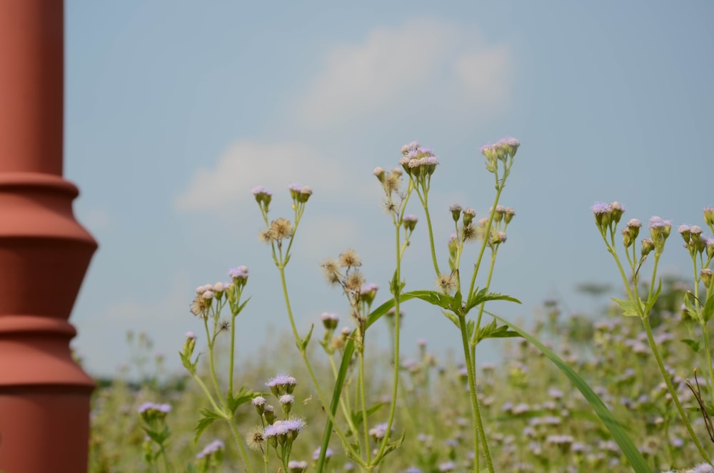 a field of flowers with a red pole in the background