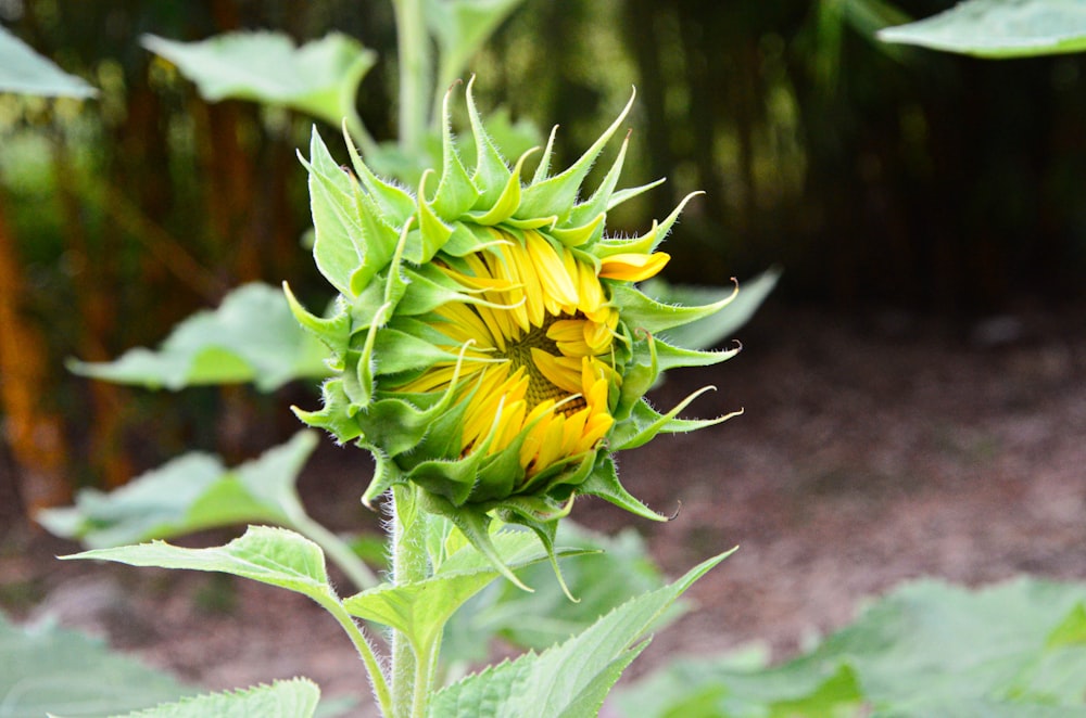 a sunflower is blooming in the middle of a field