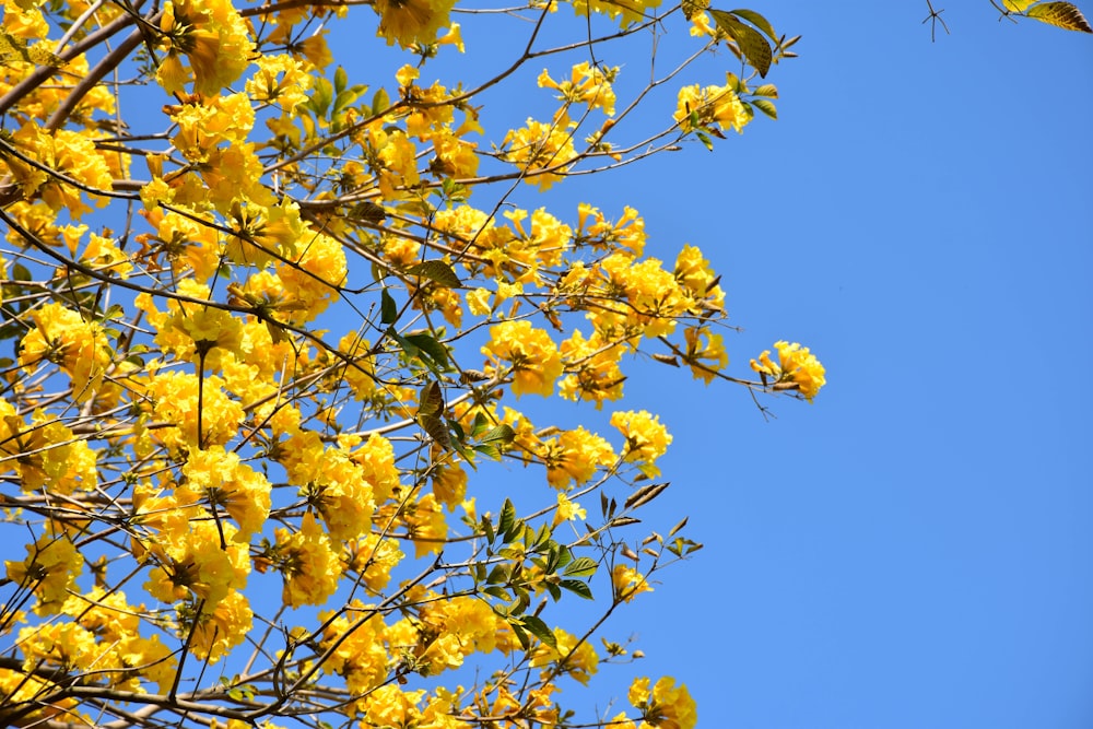 a tree with yellow flowers in the foreground and a blue sky in the background