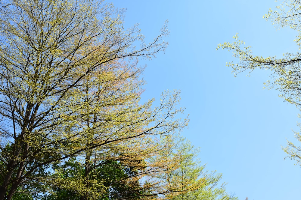 a blue sky is seen through some trees