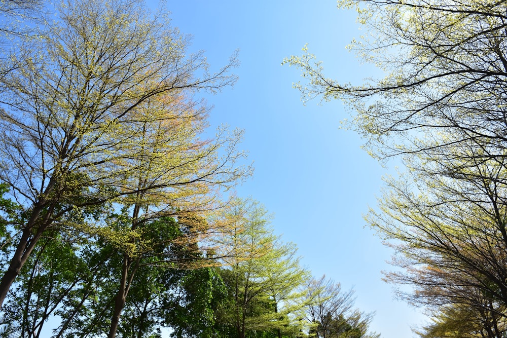 a group of trees that are next to each other