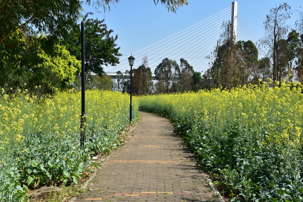 a brick path leads to a field of yellow flowers