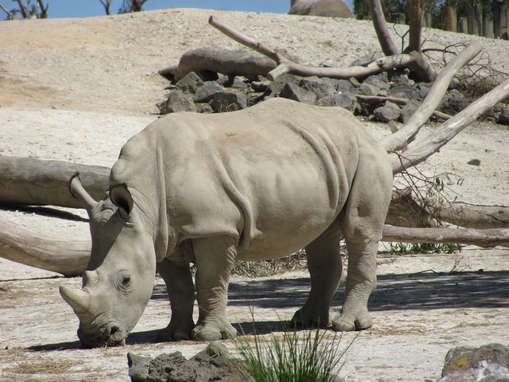 a rhino standing on top of a dirt field