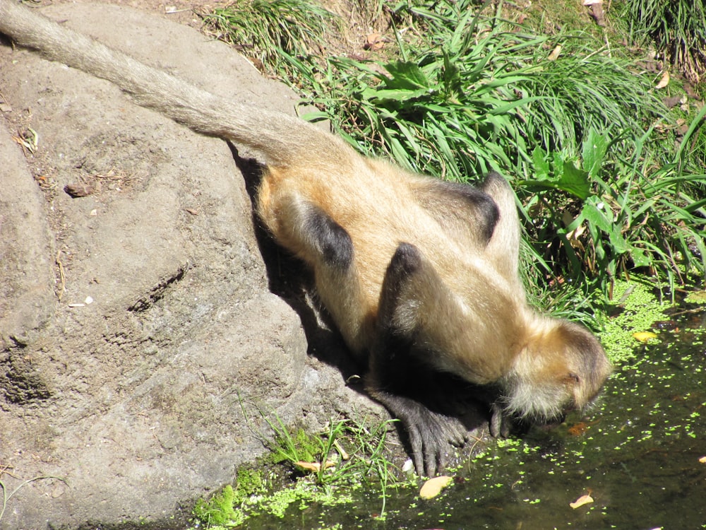 a brown and black animal laying on top of a rock next to water
